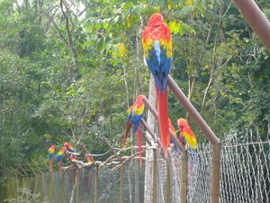 Copan Macaws