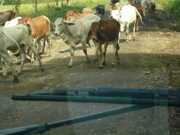 Cattle Drive, Lago Yojoa, Honduras