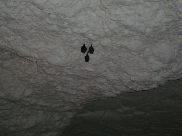Balankanche Bats