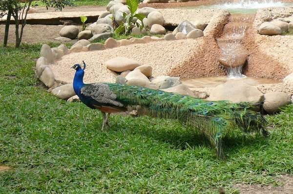 Peacock at La Venta Zoo