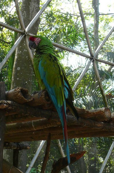 La Venta Zoo; Birds