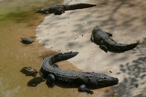 La Venta Zoo; Crocs