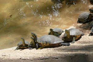 La Venta Zoo; Turtles