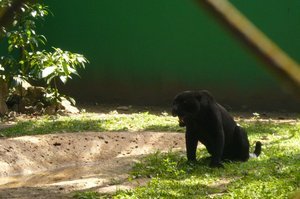 La Venta Zoo; Jaguar