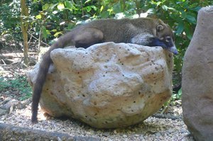 racoon cousin napping on an ancient monument
