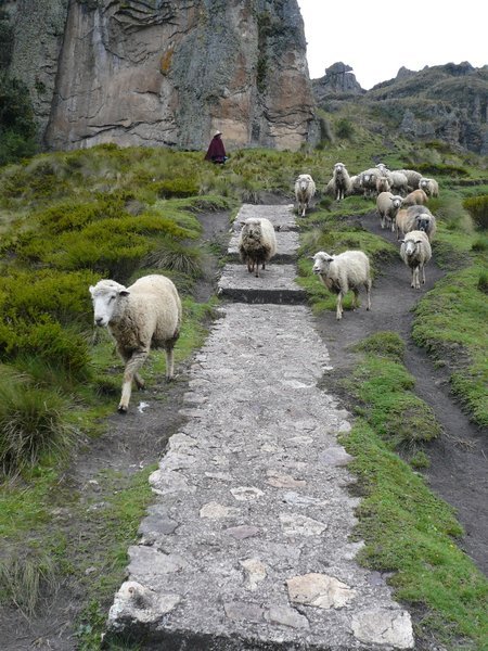Cumbemayo Sheep Herd