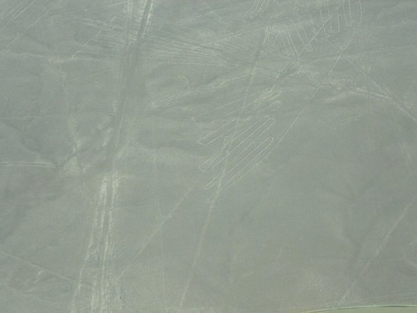 Nazca Condor