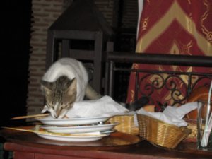 Cat Feed, Mabrouka Restaurant