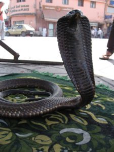 Snake Charmer's Cobra