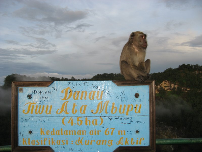 Macaque at Kelimutu National Park