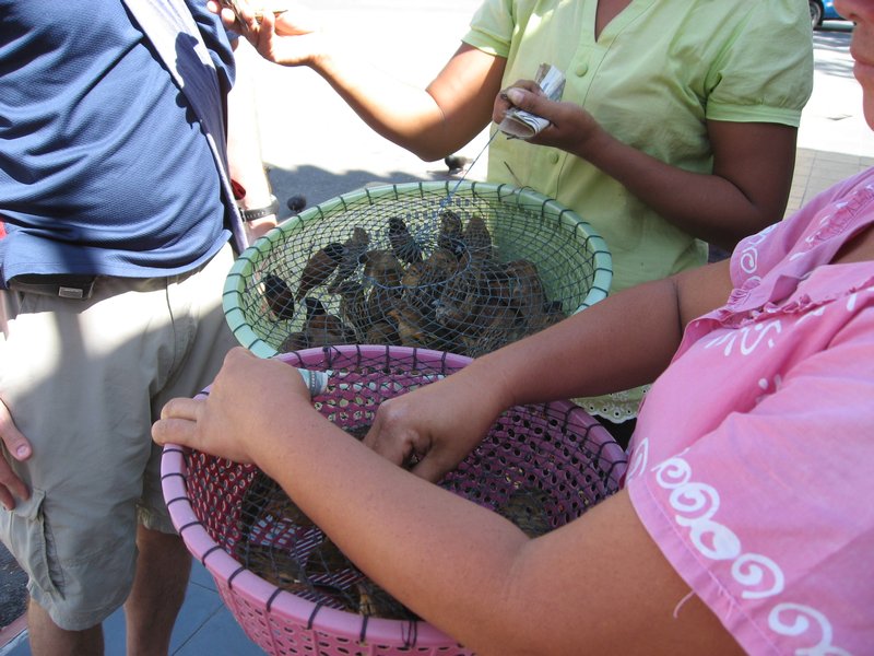 Baskets of Captive Sparrows