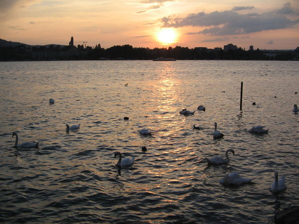 Zurich: Memorable picnic with swans at the lakeside at sunset