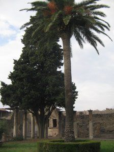 Tropical trees growing in the garden of the House of Faun