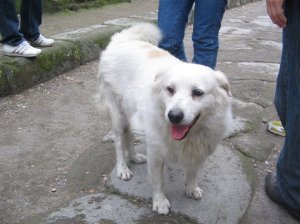 A white dog that followed us from the amphitheatre to the forum