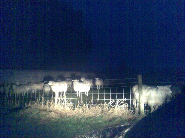 Arriving at Avebury in the dark, we only managed to see sheeps instead of the famous stone circles