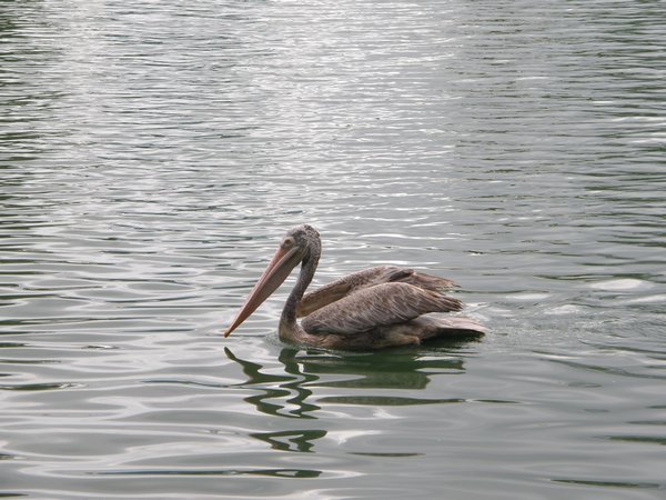 A pelican in Beira Lake