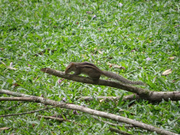 A squirrel in Peradeniya Botanical Gardens