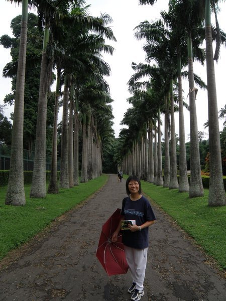 Royal Palm Avenue in Peradeniya Botanical Gardens
