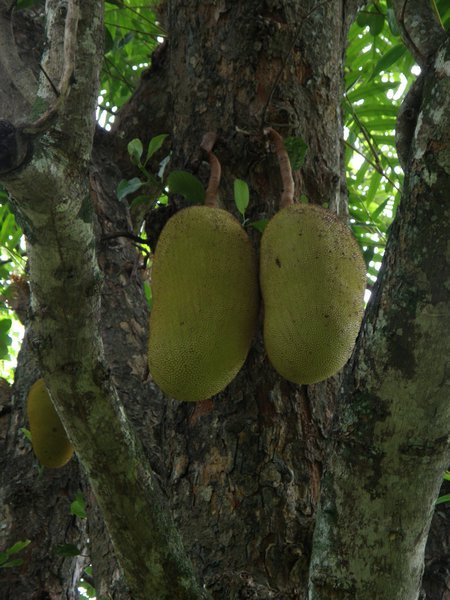 Huge jackfruits in Peradeniya Botanical Gardens