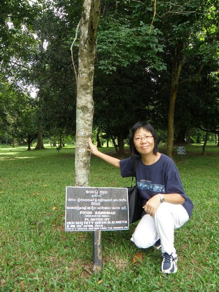 A tree planted by Queen Elizabeth II