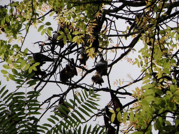 Fruit bats hanging on tree branches