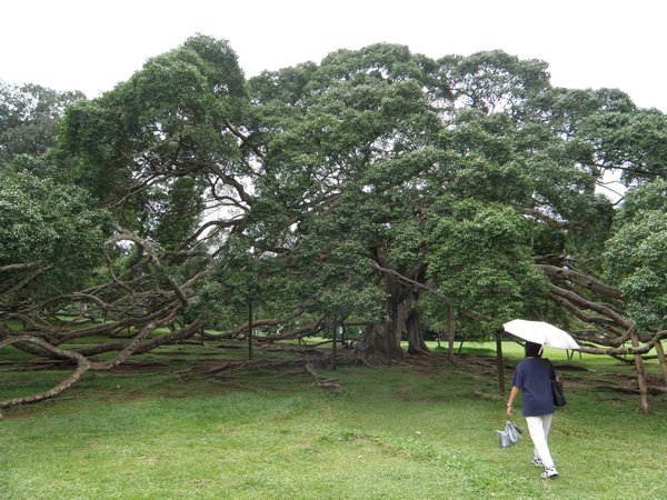 The huge Java fig in Peradeniya Botanical Gardens