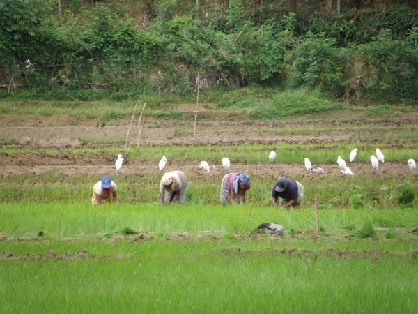 Farmers working on paddy fields below Lankatilake temple