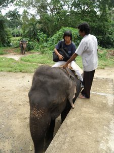 My mum "boarding" the elephant