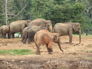 A 3-leg elephant who lost one leg from a landmine