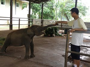 My close encounter with a baby elephant