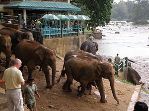 The elephants arriving for their daily bath