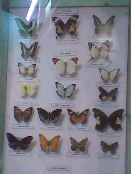Brunei Museum - Biodiversity Gallery