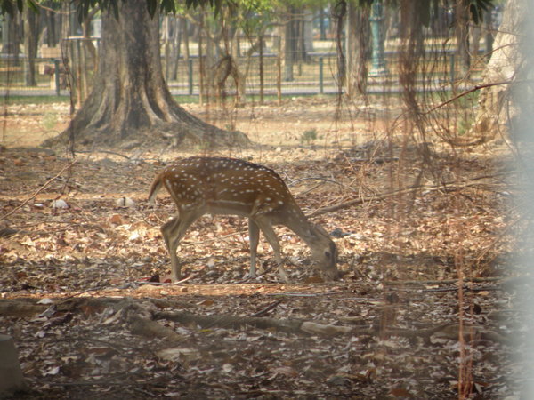 A deer roaming in Lapangan Merdeka
