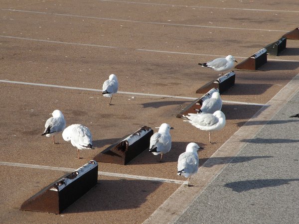 Seagulls resting on one leg