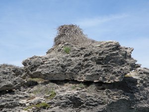 An empty osprey nest