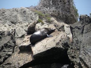 Seals resting on a rock