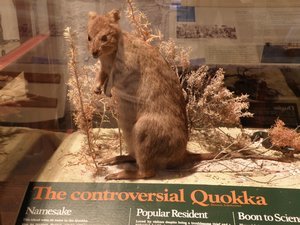 Quokka - a cat-size, rat-like mammal native to Rottnest Island