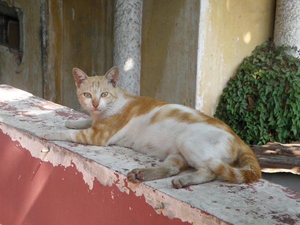 A cat which looked disturbed by the presence of my camera