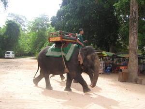 An elephant ride
