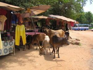Cows shopping at the roadside stalls