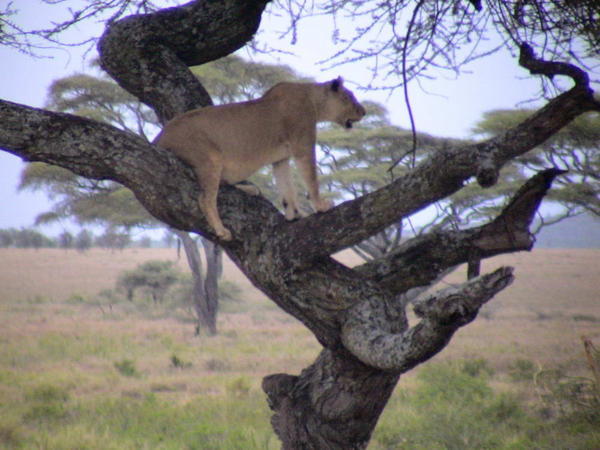 Lion in tree
