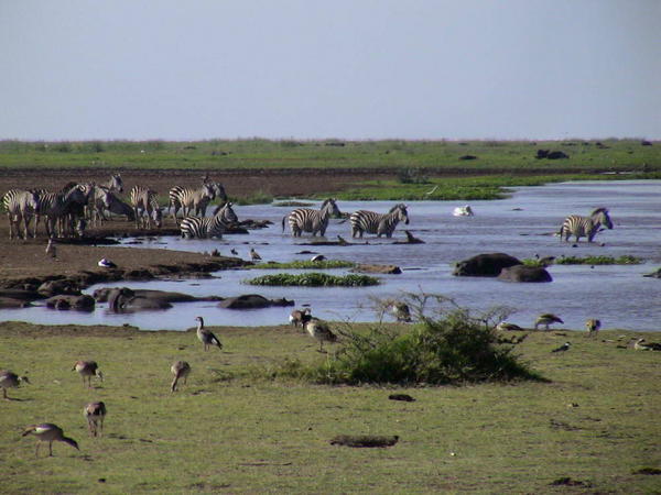 Zebras wading