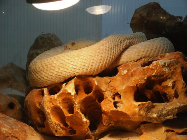 Albino rattlesnake!