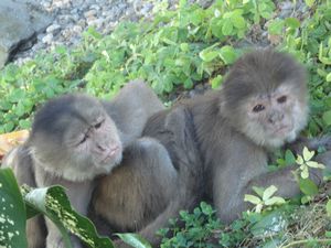 monkeying around in Misahualli
