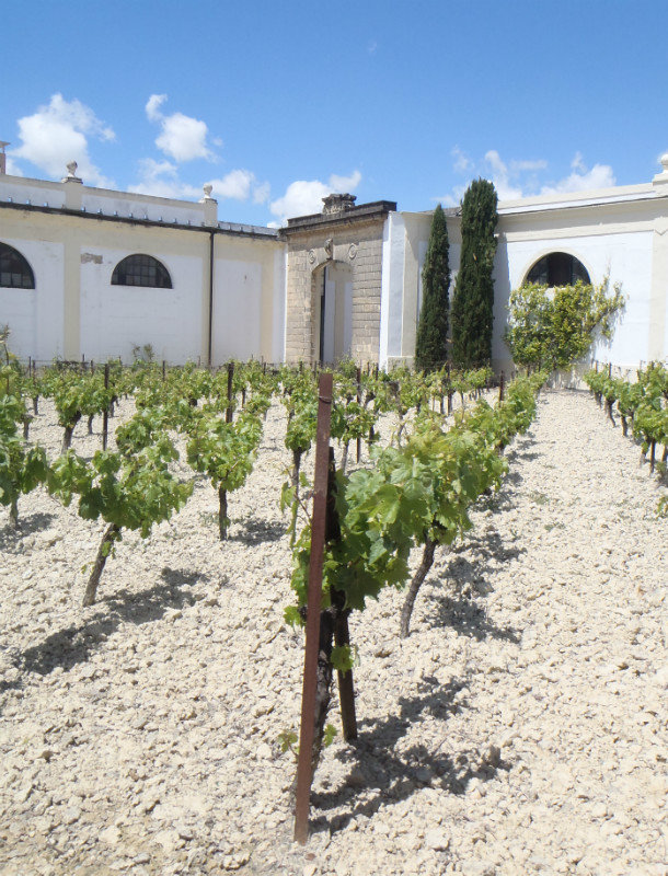 chalky limestone soil used for growing the grapes