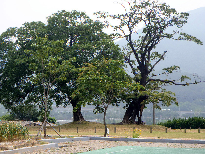 Yangsan old tree