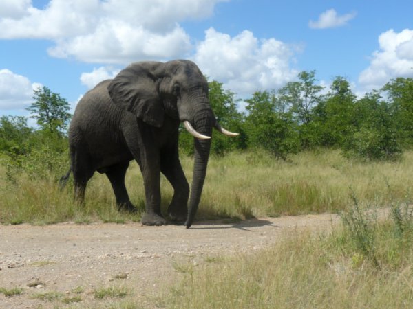 Into Kruger - Katherine's elephant "reverse, reverse"