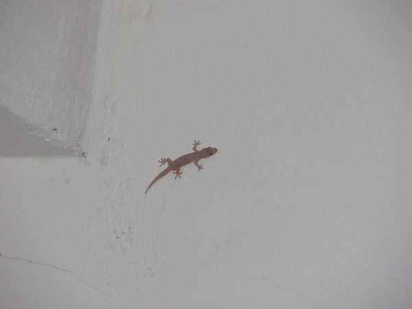 A gecko in my room