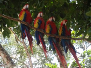 4 Macaws