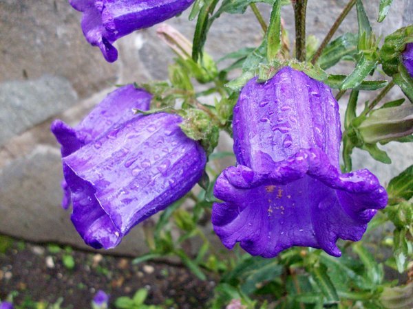 Flowers with rain